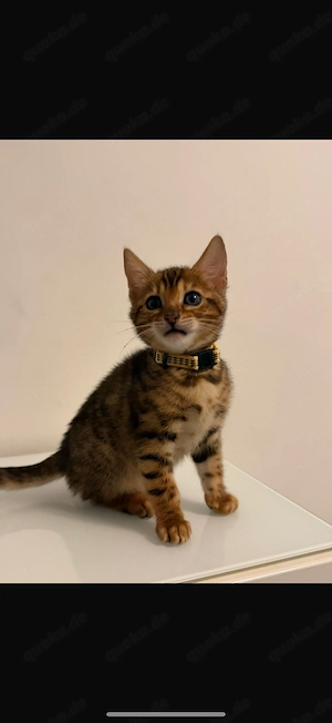  Liebevolle Bengal Kitten 