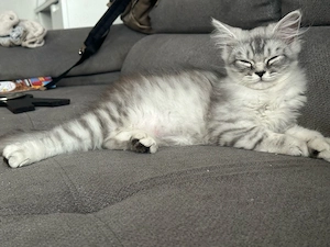    Liebevolle Katzenbabys suchen ein neues Zuhause   