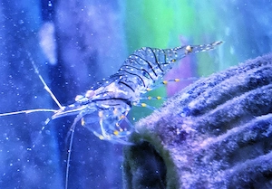 garnele Palaemon elegans Meerwasser Aquarium Felsengarnelen