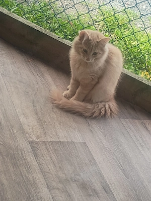 norwegische Waldkatze kitten,Kater abzugeben!