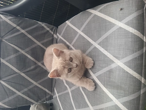 Bkh Mädels lilac und bluepoint  Reinrassige 