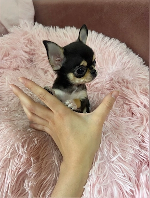 Mini Chihuahua Rüde 