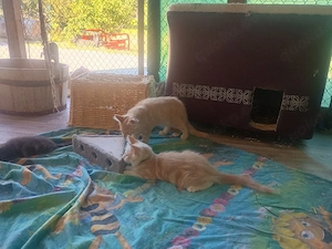 norwegische Waldkatze Kitten Kater abzugeben 