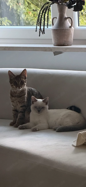  Zwei liebevolle junge Katzen suchen gemeinsam ein neues Zuhause 