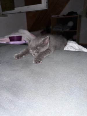 BKH Kitten 