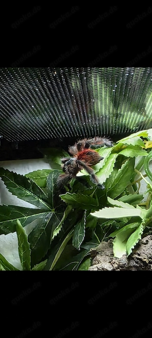 Martinique Caribena Versicolor Vogelspinne weiblich mit Terrarium