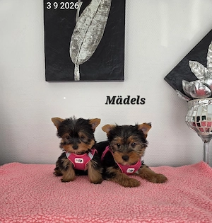 Yorkshire Terrier Welpen   Chip