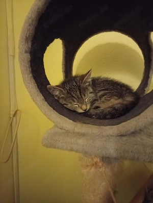 Kitten Babys 