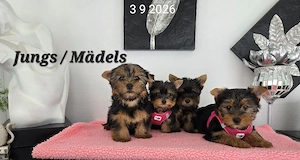 Yorkshire Terrier Welpen   Chip