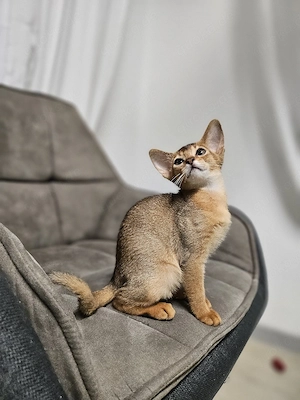 Abessinier Kitten mit Stammbaum   