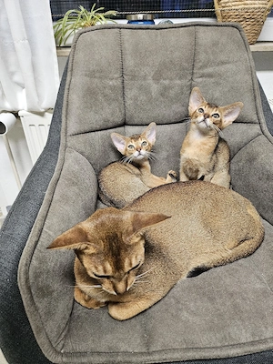 Abessinier Kitten mit Stammbaum   