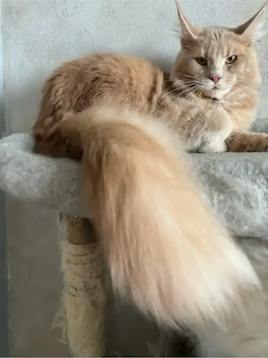 maine coon kater xxl maine coon mit stammbaum