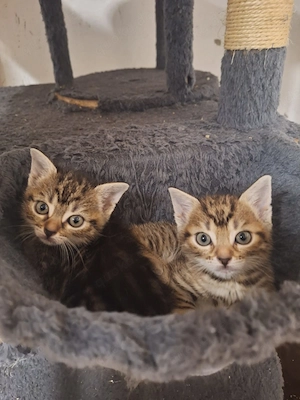 Bengal  Abissinier Kitten