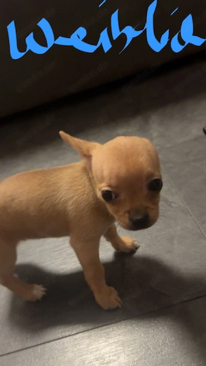 Chihuahuawelpen