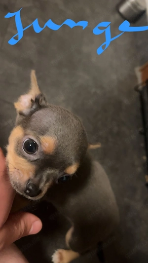 Chihuahuawelpen