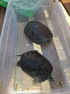 Wasserschildkröte 