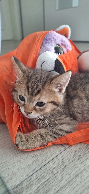 Baby Katzen, Kitten Bild 2