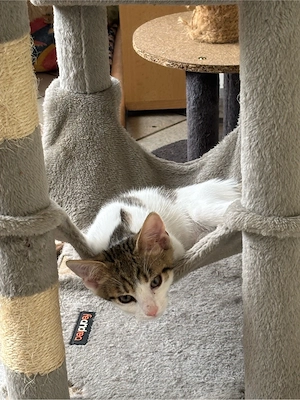 mix katze abgabe