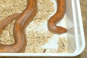 Sandboas eryx gongylophis NZ und Adult
