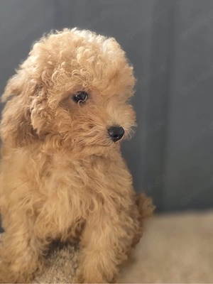 3 Wunderschöne Maltipoo Welpen 