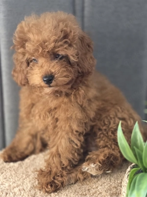 3 Wunderschöne Maltipoo Welpen 