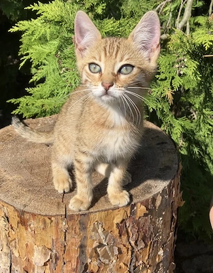 Hübsche Bengal Mix Katze Kitten