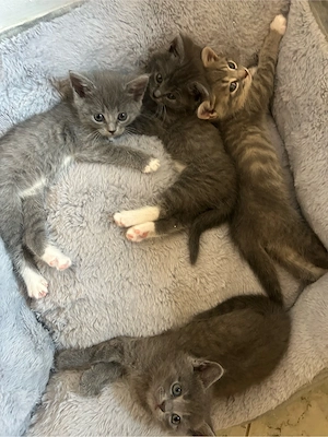 BKH Russisch Blau Katzen   Kätzchen 
