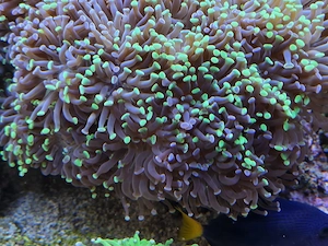 Korallenableger Euphyllia 