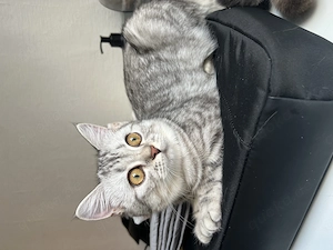 Britisch Kurzhaar kitten Weibchen 