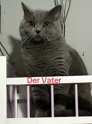 BKH Deckkater der Kater Nicht zum Verkauf
