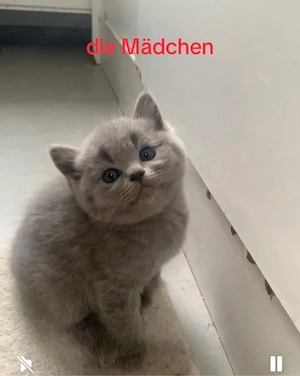 Britisch Kurzhaar-Katzen.