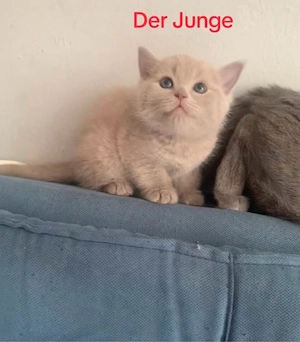  Britisch-Kurzhaar-Kater   