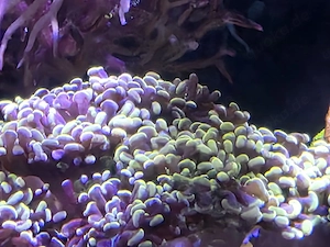 Euphyllia paraancora Golden Nugget 14 Köpfe