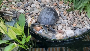  DRINGEND   Chinesische Streifenschildkröte sucht artgerechtes Zuhause 