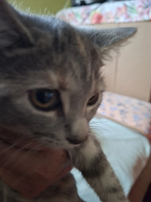 3 monate alte Bkh katze 