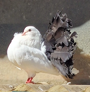  Pfautauben 
