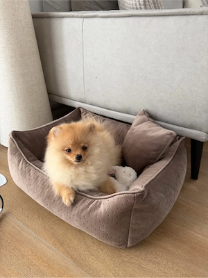 Pomeranian Hündin sucht ein neues Zuhause  