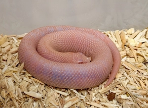 Heterodon Nasicus, Hakennasennatter 