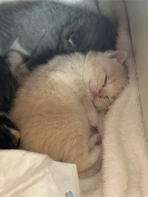 BKH Britisch Kurzhaar Kitten