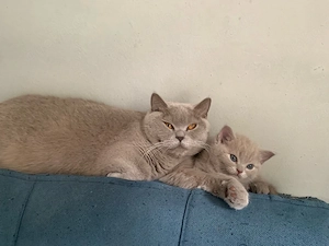 Beschreibung Eine Britisch Kurzhaar Kater 