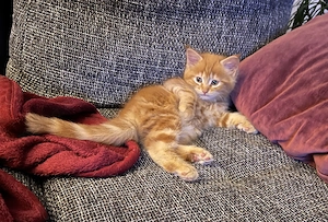 Wunderschöne Maine Coon Kitten in liebevolle Hände abzugeben