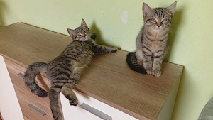 bkh maine coon Mix kitten