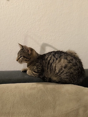 Kleiner Kater sucht Dosenöffner 