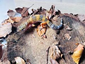 Wunderschönes Leopardgecko Weibchen 
