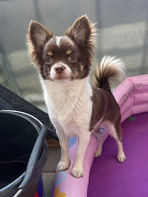 Chihuahua 