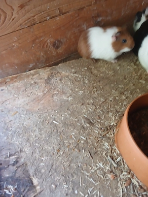 meerschweich weiblich und manilche 