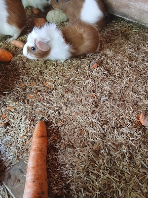 Meerschweinchen Weibchen 