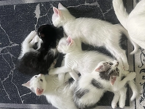  Liebevolle Angoramix Katzenbabys suchen ein Zuhause 