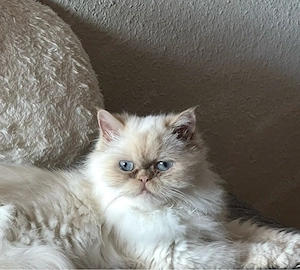 Perser Katze sucht ein neues Zuhause 
