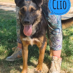 Clio, wann bekommt dieser wunderhübsche Rüde endlich ein Zuhause?